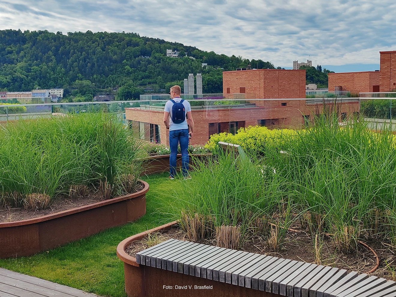 Strategi for grønne tak og fasader behandlet i Oslo kommune Bystyret